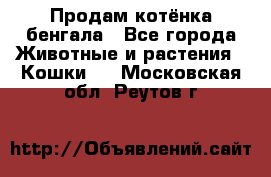 Продам котёнка бенгала - Все города Животные и растения » Кошки   . Московская обл.,Реутов г.